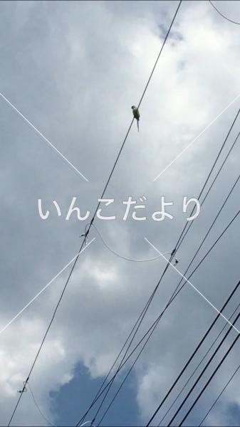 保護鳥の写真