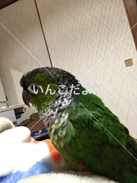 迷い鳥の写真