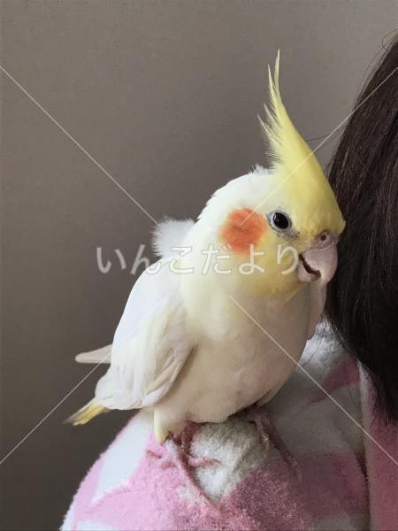 迷い鳥の写真