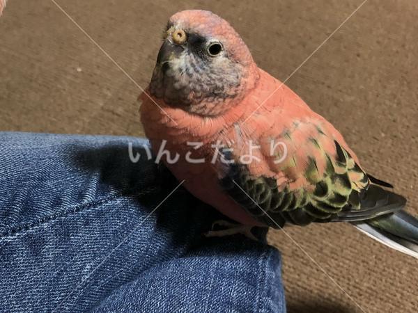 迷い鳥の写真