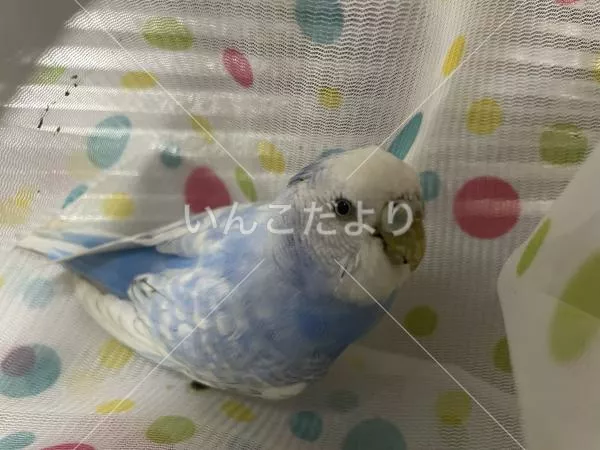 保護鳥の写真