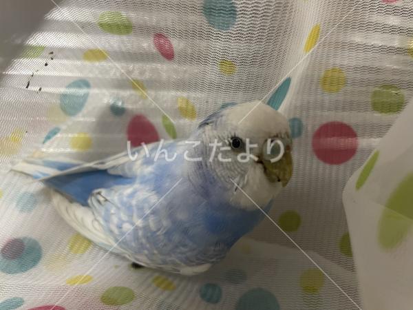保護鳥の写真