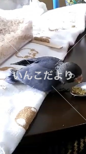 迷い鳥の写真