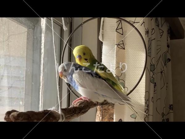 迷い鳥の写真