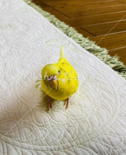 迷い鳥の写真