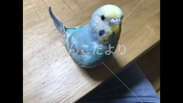 迷い鳥の写真