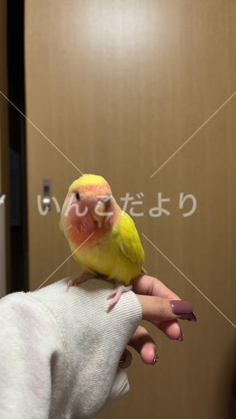迷い鳥の写真