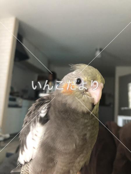 迷い鳥の写真