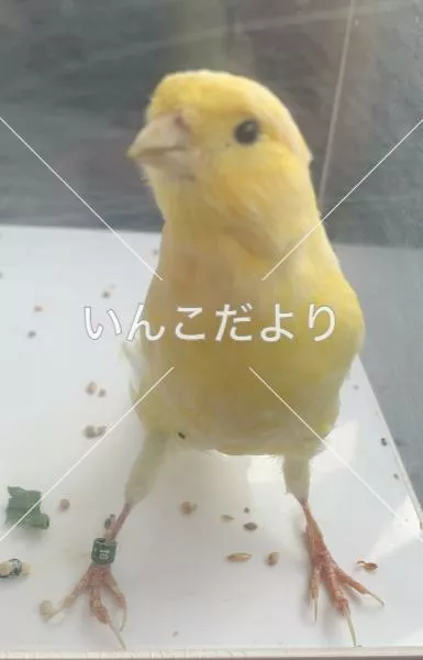 保護鳥の写真