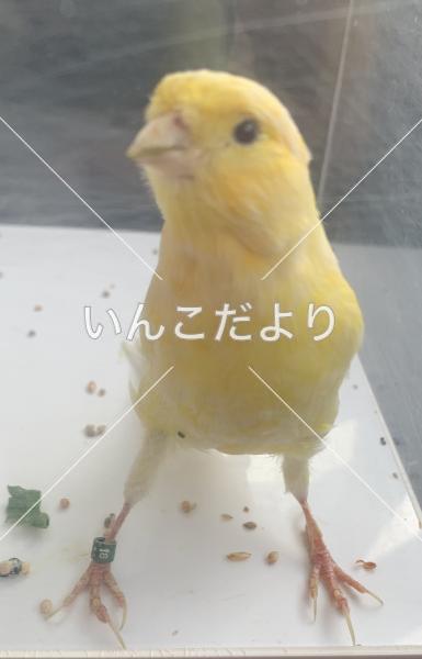 保護鳥の写真