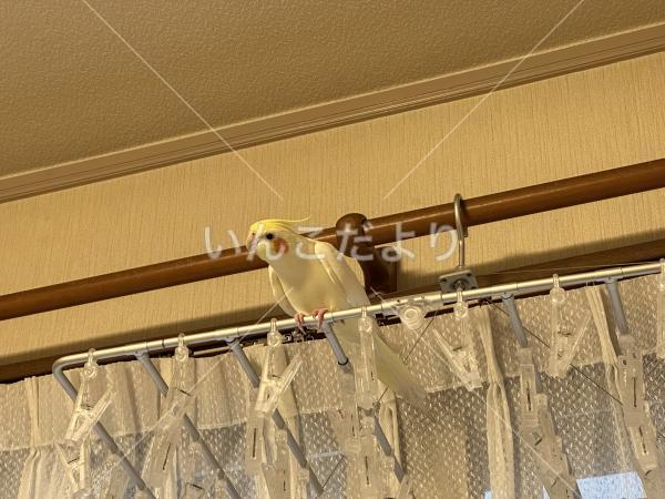 迷い鳥の写真