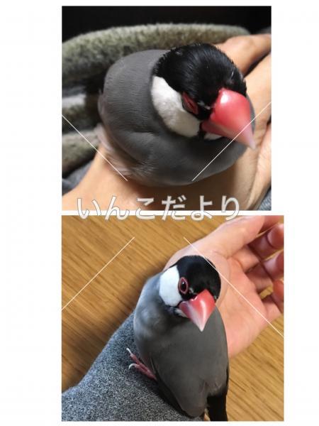 迷い鳥の写真