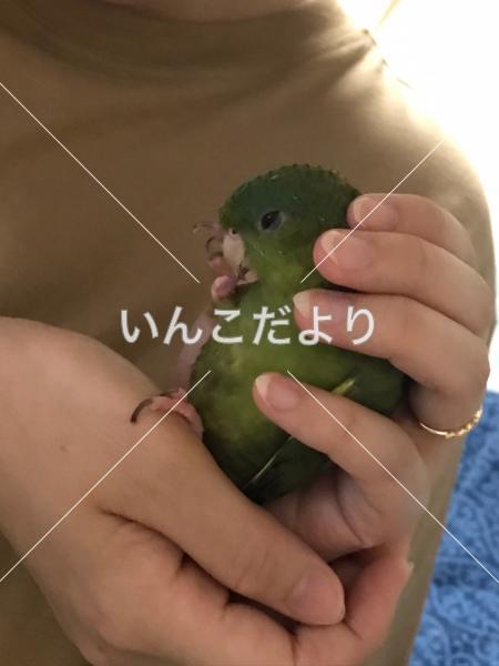 迷い鳥の写真