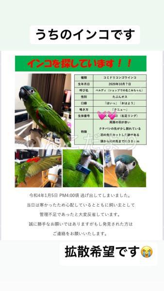 迷い鳥の写真