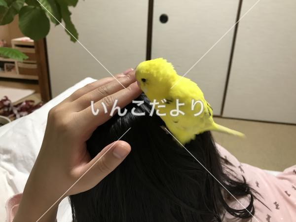 迷い鳥の写真