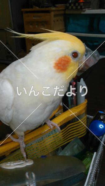 迷い鳥の写真