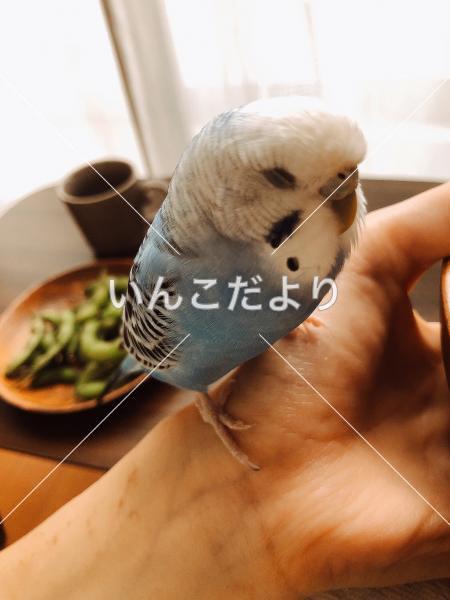 迷い鳥の写真