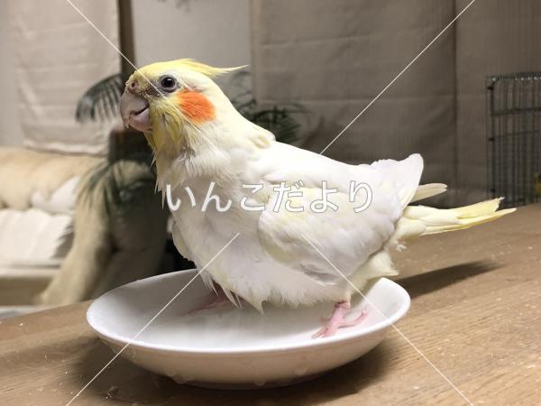 迷い鳥の写真