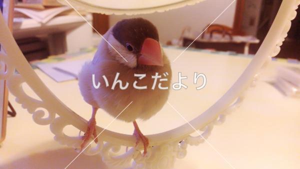 迷い鳥の写真