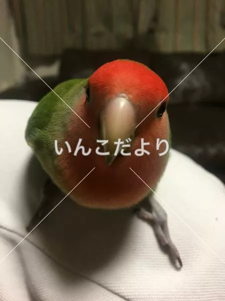 迷い鳥の写真