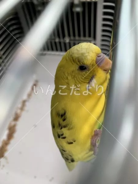 保護鳥の写真