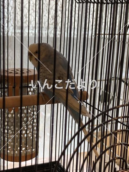 保護鳥の写真