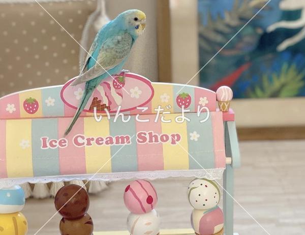 迷い鳥の写真