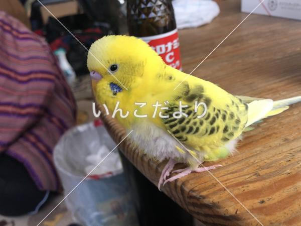 迷い鳥の写真