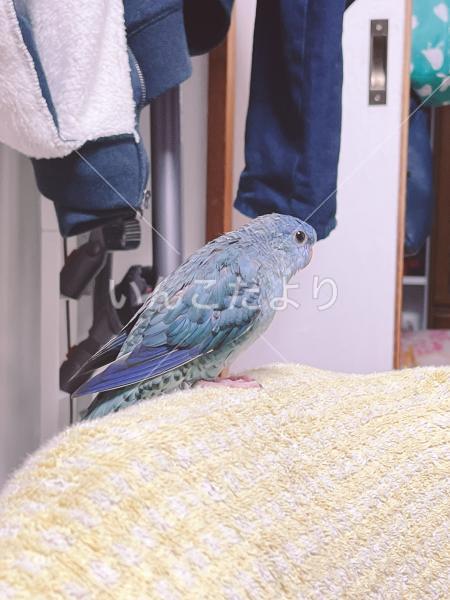 迷い鳥の写真