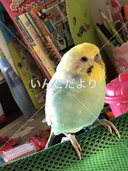 迷い鳥の写真