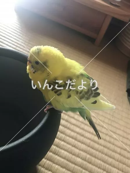 保護鳥の写真
