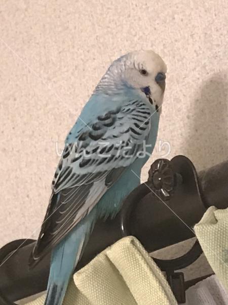 保護鳥の写真