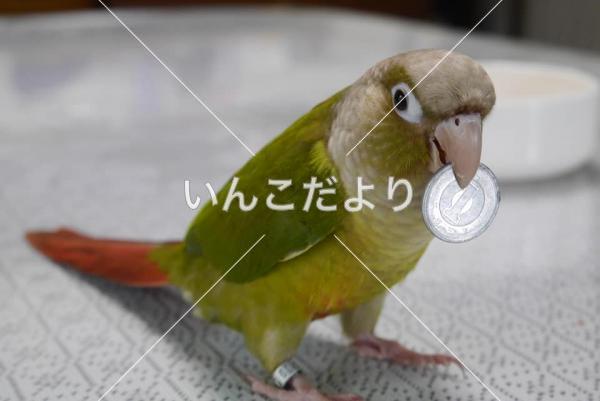 迷い鳥の写真