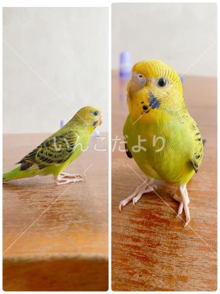 迷い鳥の写真