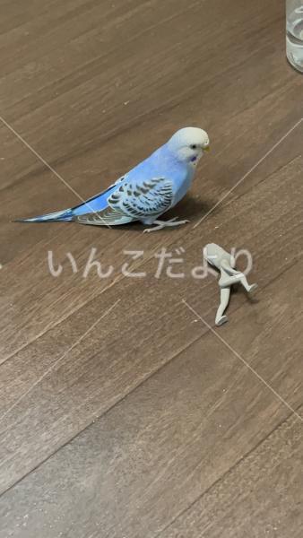 迷い鳥の写真