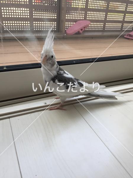 迷い鳥の写真