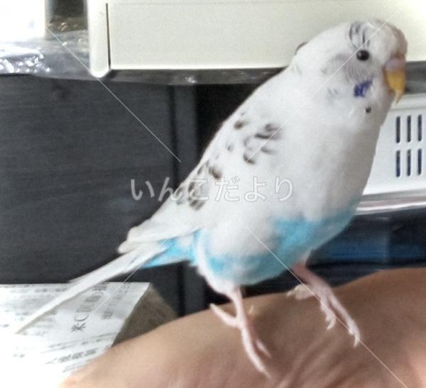迷い鳥の写真