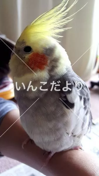 保護鳥の写真