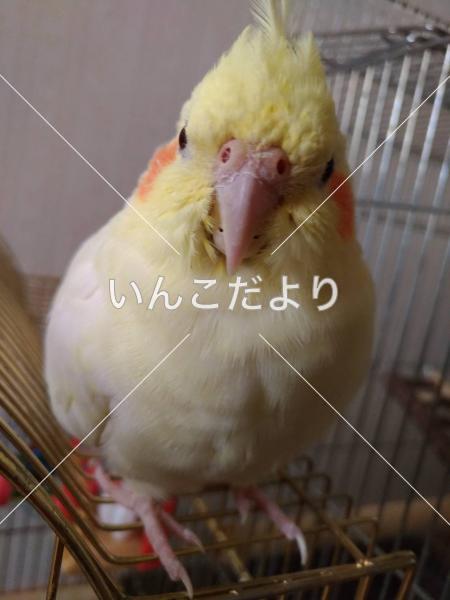 迷い鳥の写真