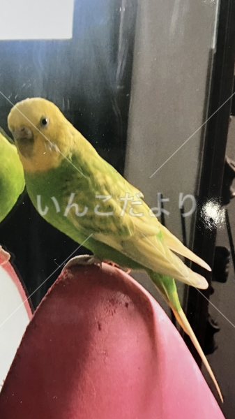 迷い鳥の写真