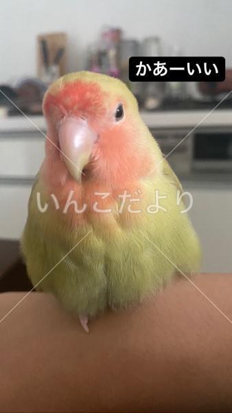 迷い鳥の写真