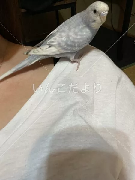 迷い鳥の写真