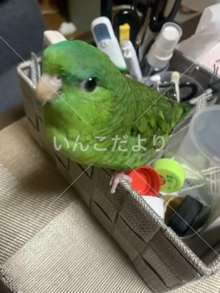 迷い鳥の写真