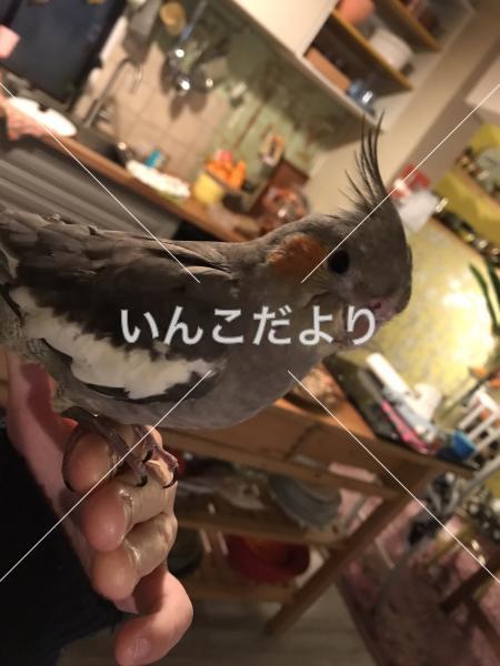 迷い鳥の写真