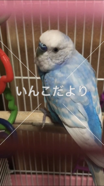 迷い鳥の写真