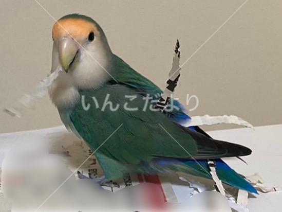 迷い鳥の写真