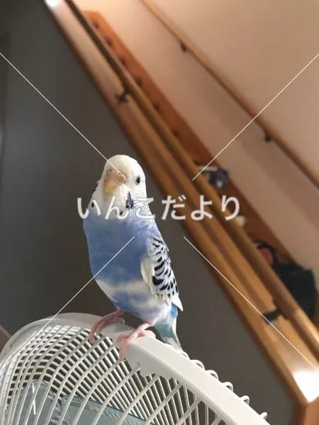 迷い鳥の写真
