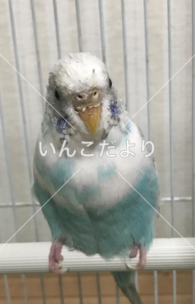 保護鳥の写真