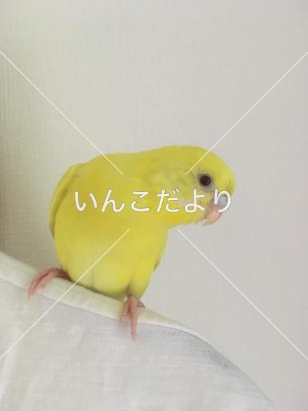 迷い鳥の写真