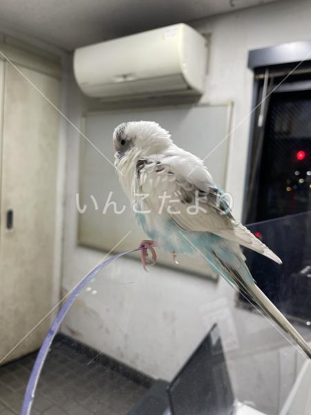 保護鳥の写真
